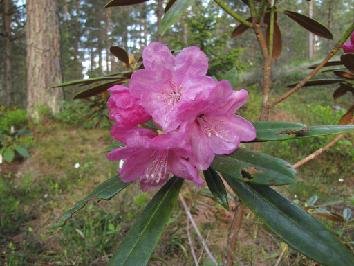 IMG_2108_degronianum ssp. heptamerum var. hondoense f. micrathum